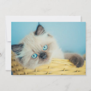 Cutest Baby djur Himalayan-sälspat Tack Kort