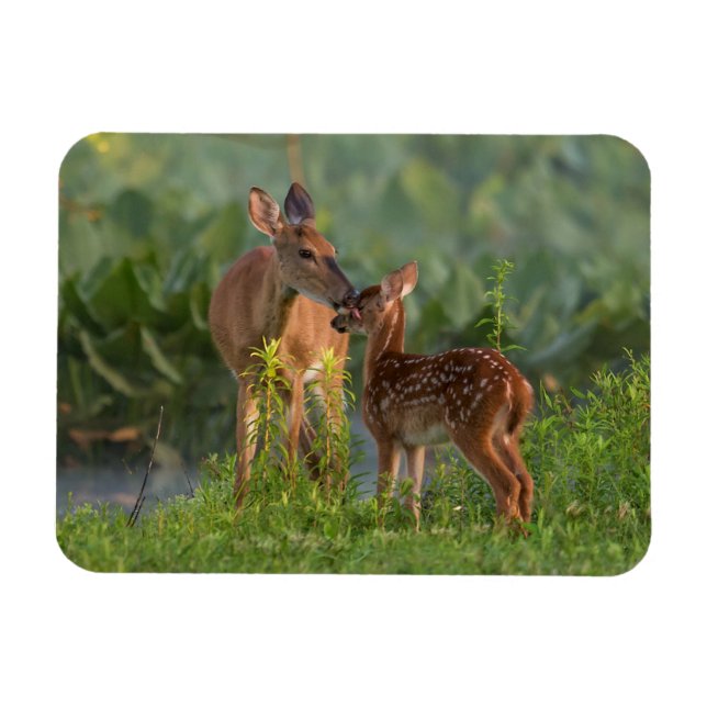 Cutest Baby djur | Hjort och Baby Magnet (Horisontell)