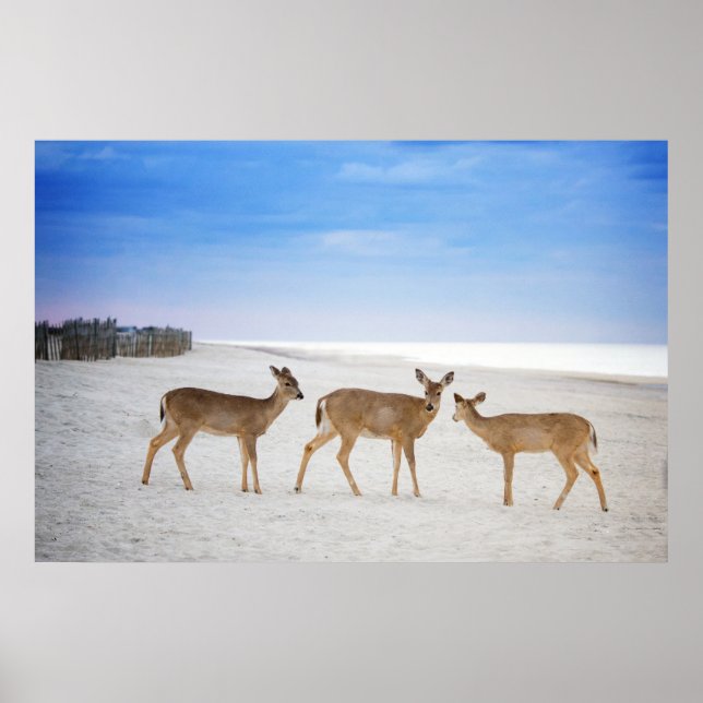 Cutest Baby djur | Hjort vid stranden Poster (Framsidan)
