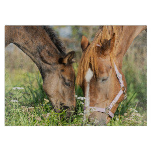 Cutest Baby djur Horse Colt