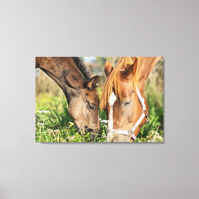Cutest Baby djur | Horse Colt Canvastryck (Framsida)