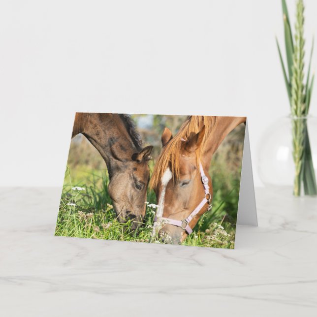 Cutest Baby djur | Horse Colt Kort (Framsida)