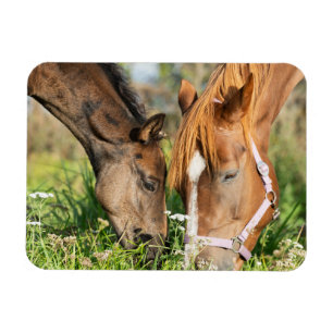 Cutest Baby djur Horse Colt Magnet