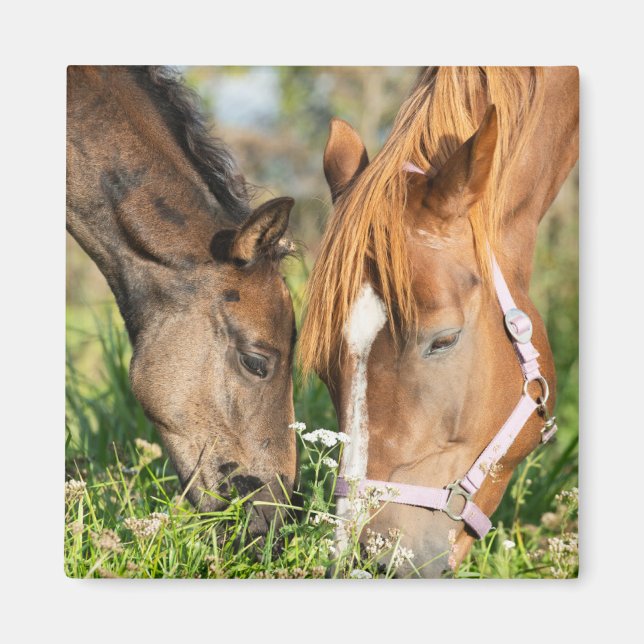 Cutest Baby djur | Horse Colt Magnet (Framsidan)