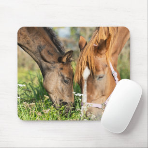 Cutest Baby djur   Horse Colt Musmatta