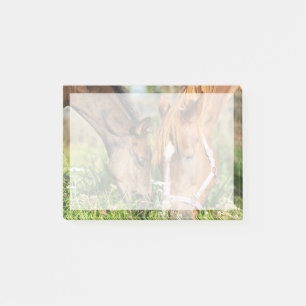 Cutest Baby djur   Horse Colt Post-it Block