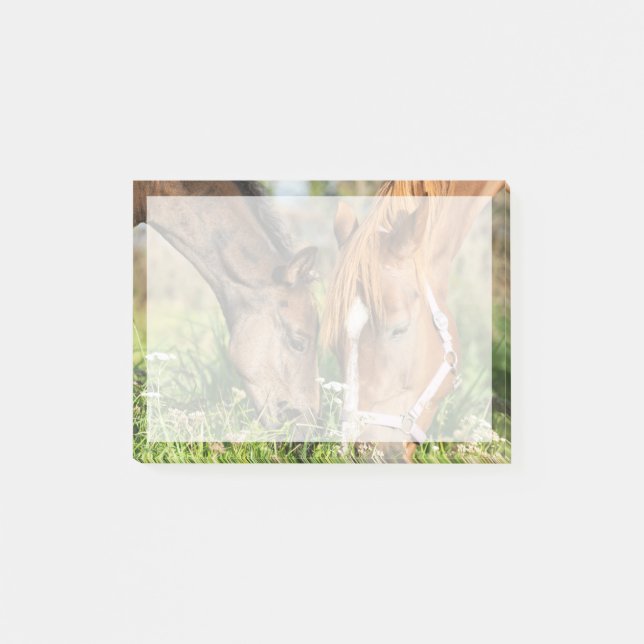 Cutest Baby djur | Horse Colt Post-it Block (Framsida)