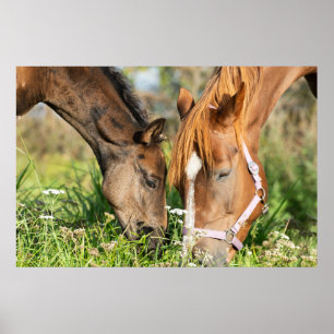 Cutest Baby djur Horse Colt Poster