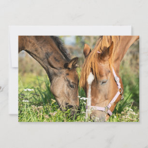 Cutest Baby djur Horse Colt Tack Kort