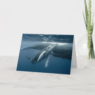 Cutest Baby djur Hump Whale Calf Kort
