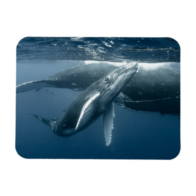 Cutest Baby djur | Hump Whale Calf Magnet (Horisontell)