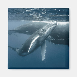 Cutest Baby djur Hump Whale Calf Magnet