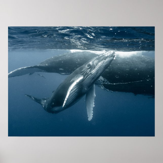 Cutest Baby djur | Hump Whale Calf Poster (Framsidan)