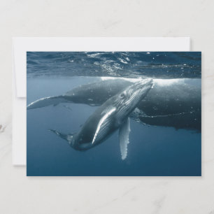 Cutest Baby djur   Hump Whale Calf Tack Kort