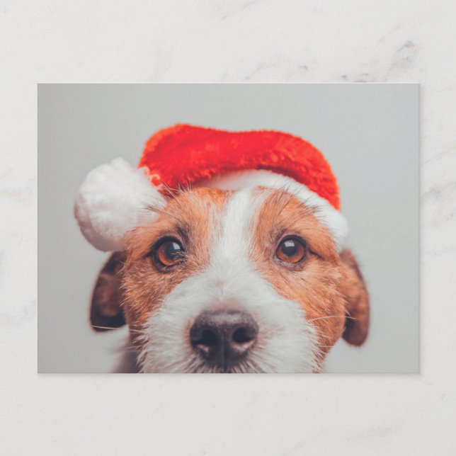 Cutest Baby djur | Jack Russell Hund Jultomten Vykort (Framsida)