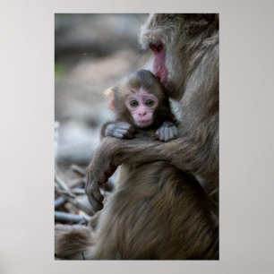 Cutest Baby djur Japansk apa och Baby Poster