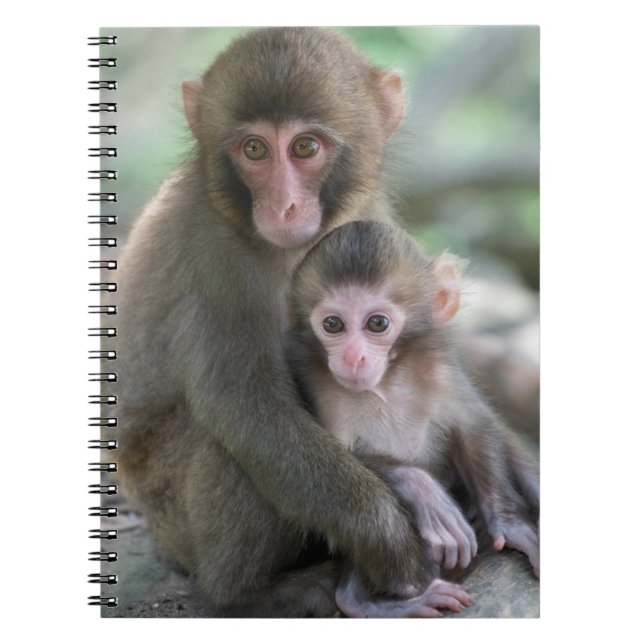 Cutest Baby djur | Japanska apor Anteckningsbok (Framsidan)