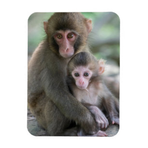 Cutest Baby djur Japanska apor Magnet