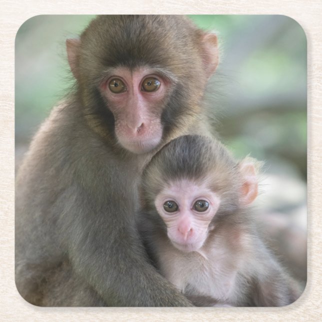 Cutest Baby djur | Japanska apor Underlägg Papper Kvadrat (Framsidan)
