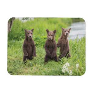 Cutest Baby djur Kamchatka Brown Unge Magnet