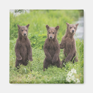 Cutest Baby djur Kamchatka Brown Unge Magnet
