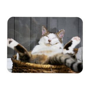 Cutest Baby djur Katt i säd Magnet