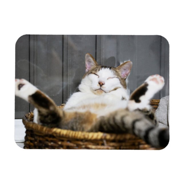 Cutest Baby djur | Katt i säd Magnet (Horisontell)