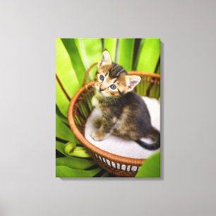 Cutest Baby djur Kitten i Basket Canvastryck