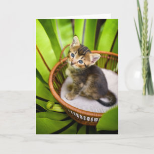 Cutest Baby djur Kitten i Basket Kort