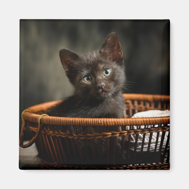 Cutest Baby djur | Kitten i Basket Magnet (Framsidan)