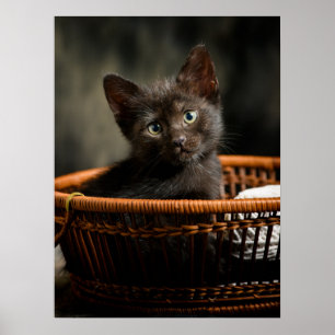 Cutest Baby djur   Kitten i Basket Poster