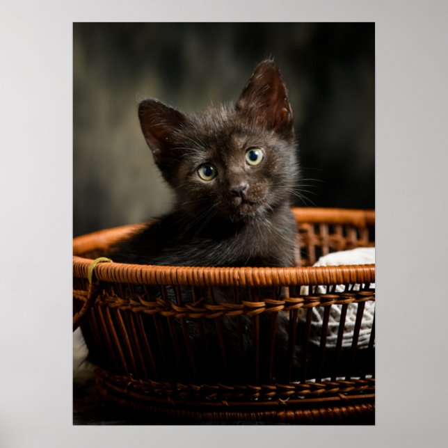 Cutest Baby djur | Kitten i Basket Poster (Framsidan)