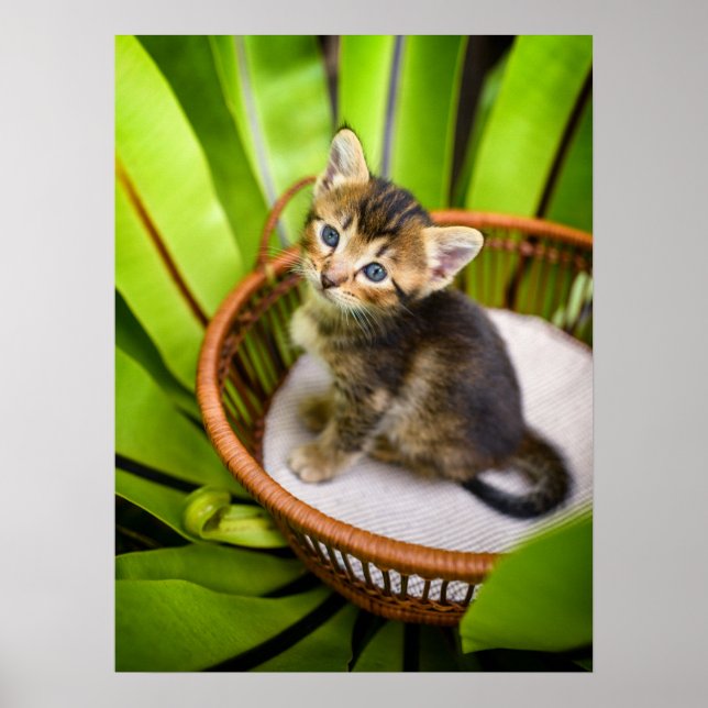 Cutest Baby djur | Kitten i Basket Poster (Framsidan)