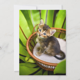 Cutest Baby djur Kitten i Basket Tack Kort