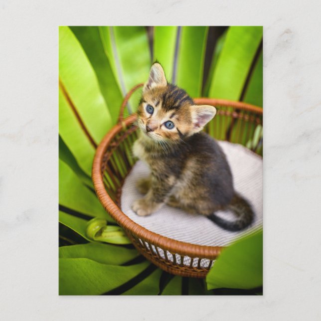 Cutest Baby djur | Kitten i Basket Vykort (Framsida)