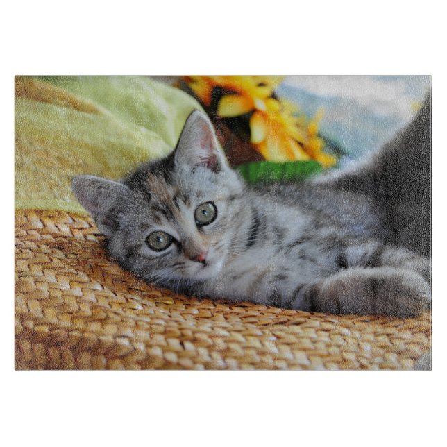 Cutest Baby djur | Kitten Lounging (Framsidan)