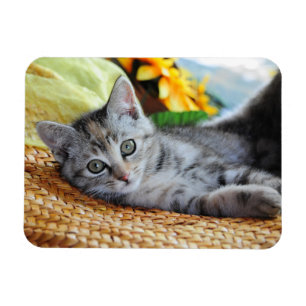 Cutest Baby djur Kitten Lounging Magnet