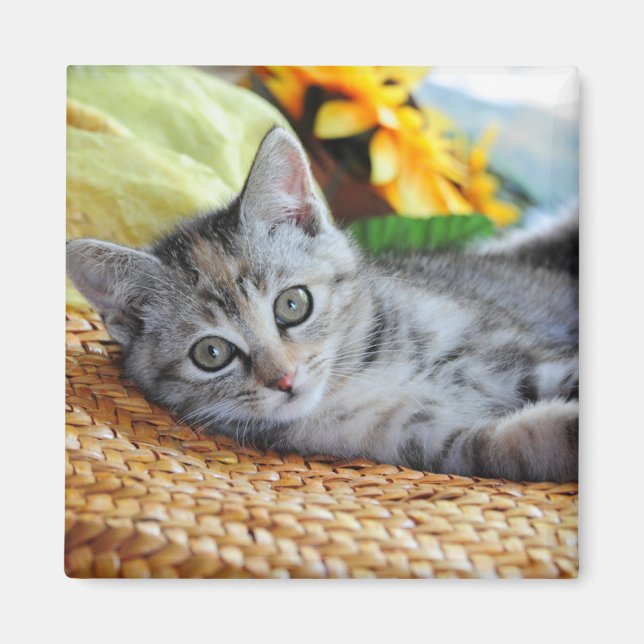 Cutest Baby djur | Kitten Lounging Magnet (Framsidan)