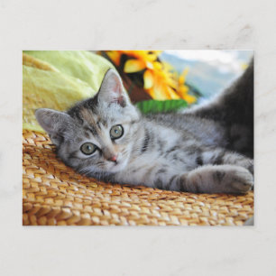 Cutest Baby djur Kitten Lounging Vykort