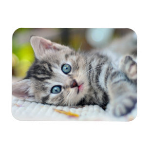 Cutest Baby djur   Kitten med blå Öga Magnet