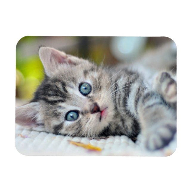 Cutest Baby djur | Kitten med blå Öga Magnet (Horisontell)