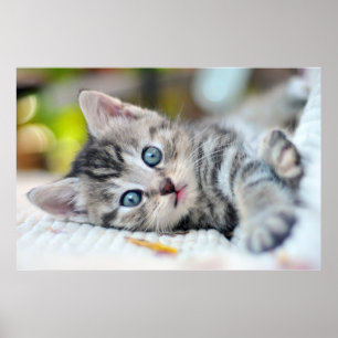 Cutest Baby djur   Kitten med blå Öga Poster