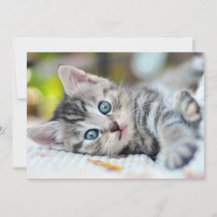 Cutest Baby djur Kitten med blå Öga Tack Kort