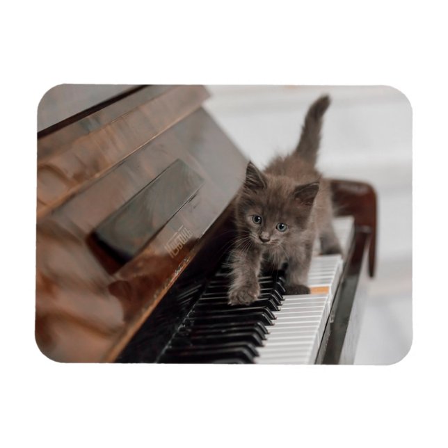 Cutest Baby djur | Kitten på Piano Magnet (Horisontell)