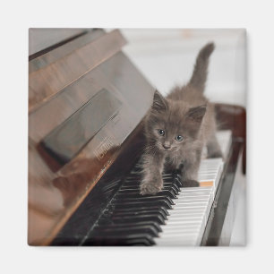 Cutest Baby djur Kitten på Piano Magnet