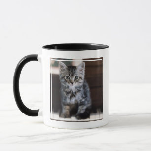 Cutest Baby djur Kitten på Piano Nycklar Mugg