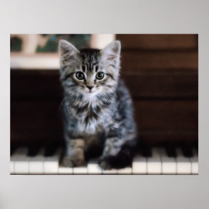 Cutest Baby djur   Kitten på Piano Nycklar Poster