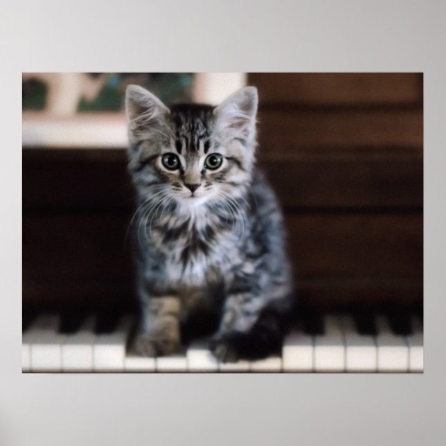 Cutest Baby djur | Kitten på Piano Nycklar Poster (Framsidan)