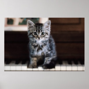 Cutest Baby djur   Kitten på Piano Nycklar Poster