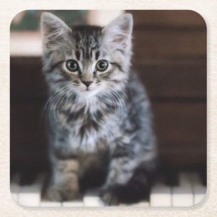 Cutest Baby djur Kitten på Piano Nycklar Underlägg Papper Kvadrat